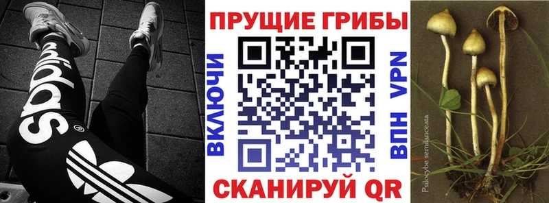 Галлюциногенные грибы GOLDEN TEACHER  ОМГ ОМГ зеркало  Гулькевичи  наркошоп 